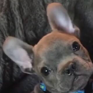 doggo_lover123 avatar