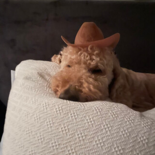 Umbreal_Chainz avatar