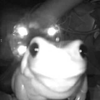 Krischtenmeme avatar