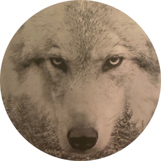 Wolfboy422 avatar
