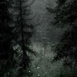 mossy_black_cat avatar