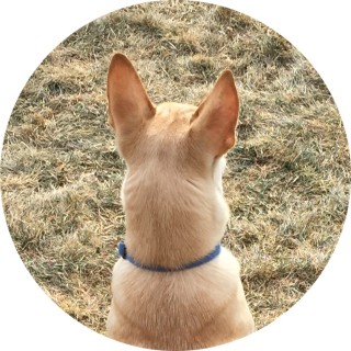 starshipunicorn9 avatar