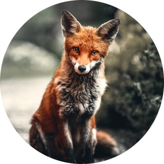 foxes_r_dope avatar