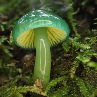 mushroom_memes avatar