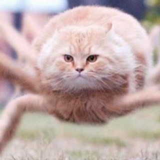 FornicationProbacation avatar