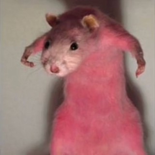 theoneandonlymae avatar