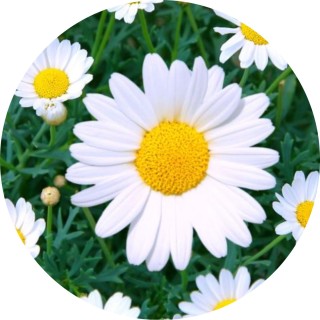 strwbrriesrgood avatar