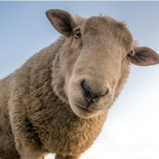 Bumblebee_101 avatar