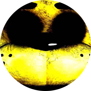 loladamkfunmemes avatar