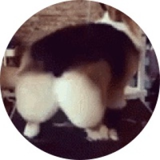 kawii_kitty22 avatar