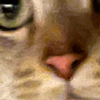 king_kool_cat avatar