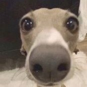 faze_wit_steve_harongtoon avatar