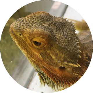 Beardie_Queen avatar