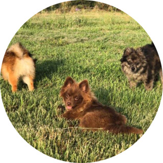 elizabeththegirl avatar