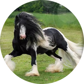 lovehorsespls avatar