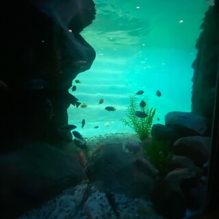 black_men_slaves avatar