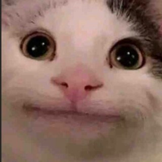 kitty kitty