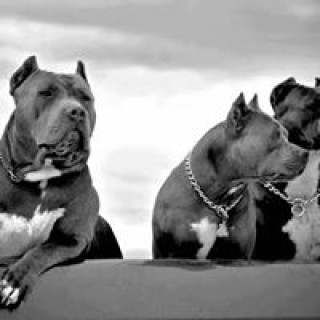 jaysuthar3200 avatar