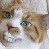 Memerman4life avatar