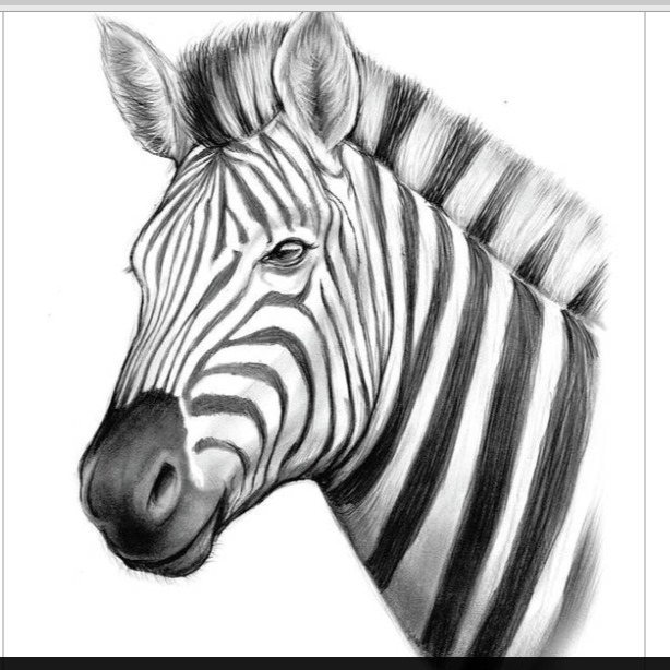 ZoohyZbestZebra avatar