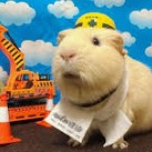 Bobdahamster avatar