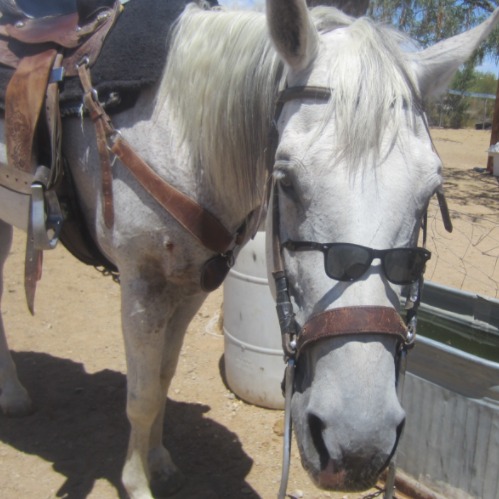 Prohorse_equestrian avatar