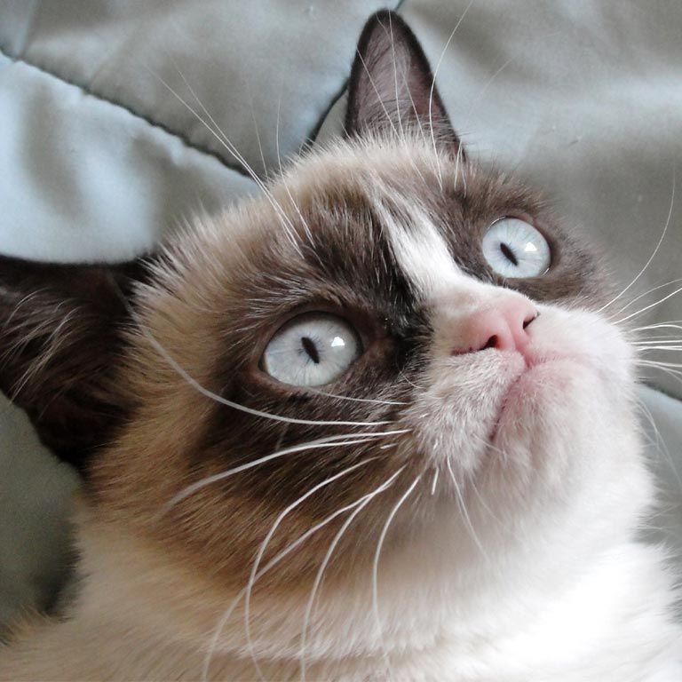 Doge.Exe_has_stopped_responding avatar