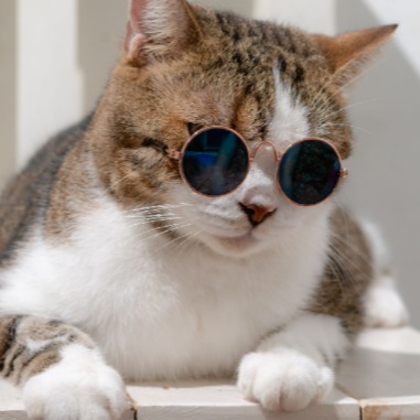 Fireflight_mousesWith_flight avatar