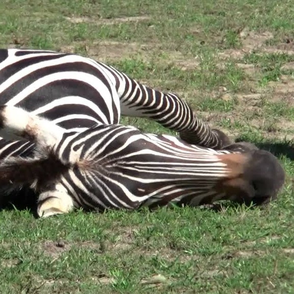 mynameis_Dumb avatar