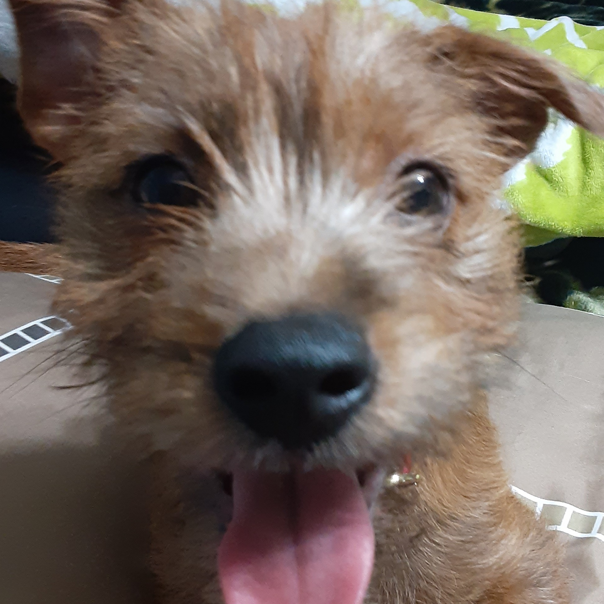 Raptor_Chat10 avatar