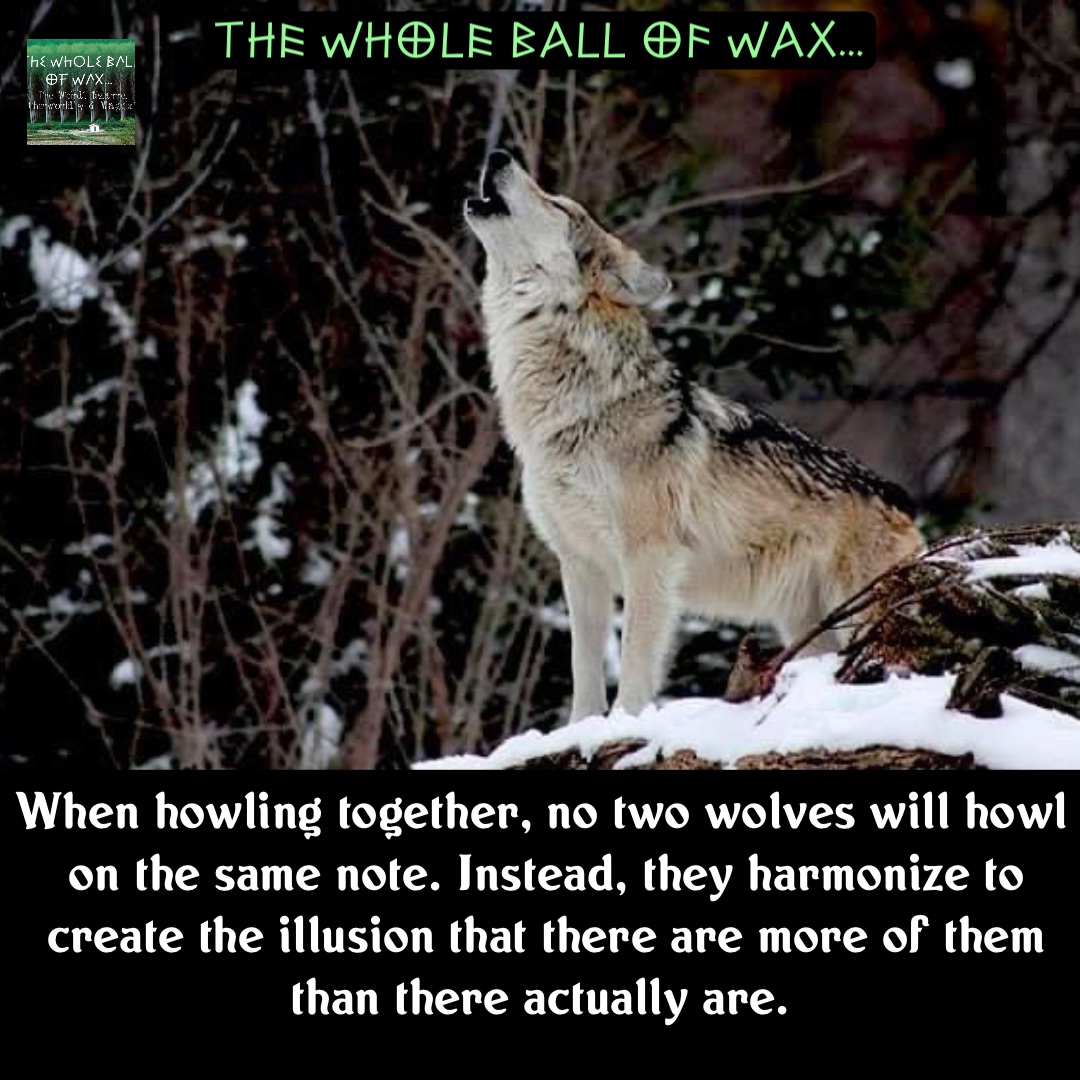 Double tap to edit When howling together, no two wolves will howl on the same note. Instead, they harmonize to create the illusion that there are more of them than there actually are.