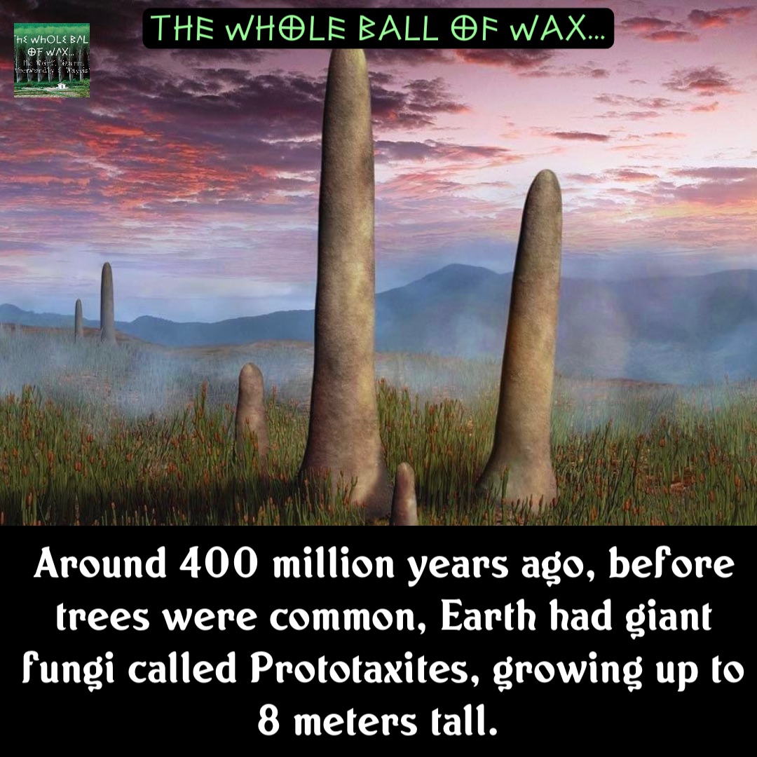 Double tap to edit Around 400 million years ago, before trees were common, Earth had giant fungi called Prototaxites, growing up to 8 meters tall.