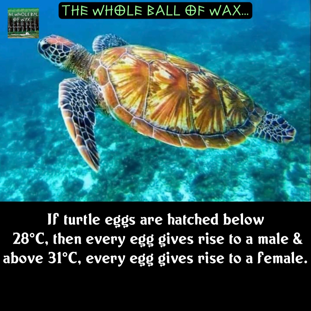 Double tap to edit If turtle eggs are hatched below
28°C, then every egg gives rise to a male & above 31°C, every egg gives rise to a female.