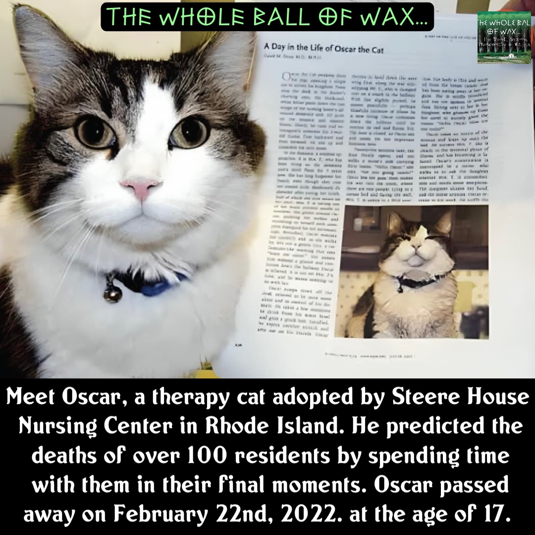 Double tap to edit Meet Oscar, a therapy cat adopted by Steere House Nursing Center in Rhode Island. He predicted the deaths of over 100 residents by spending time with them in their final moments. Oscar passed away on February 22nd, 2022. at the age of 17.