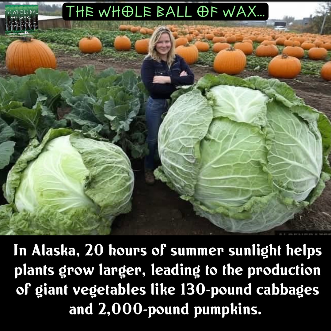 Double tap to edit In Alaska, 20 hours of summer sunlight helps plants grow larger, leading to the production of giant vegetables like 130-pound cabbages and 2,000-pound pumpkins.