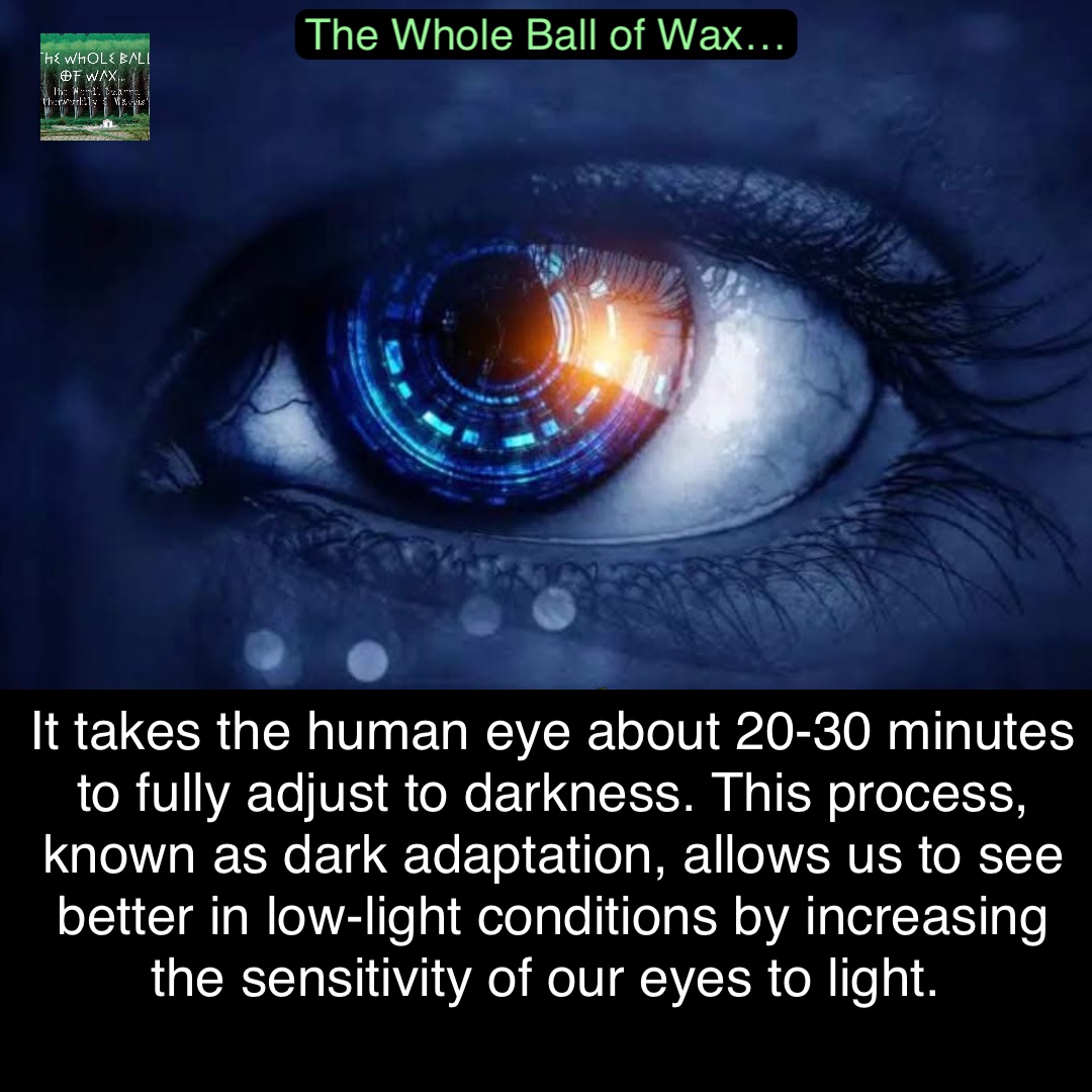 Double tap to edit It takes the human eye about 20-30 minutes to fully adjust to darkness. This process, known as dark adaptation, allows us to see better in low-light conditions by increasing the sensitivity of our eyes to light.
