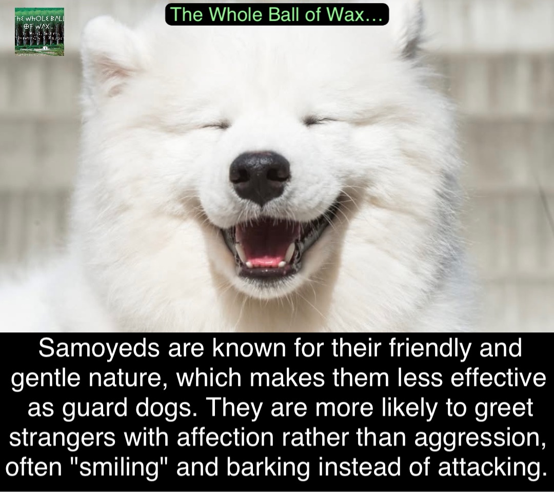 Double tap to edit Samoyeds are known for their friendly and gentle nature, which makes them less effective as guard dogs. They are more likely to greet strangers with affection rather than aggression, often "smiling" and barking instead of attacking.