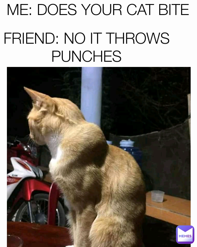 ME: DOES YOUR CAT BITE FRIEND: NO IT THROWS PUNCHES