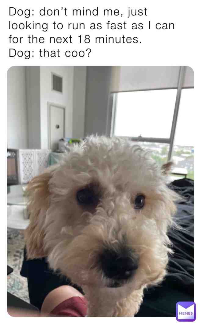 Puppy