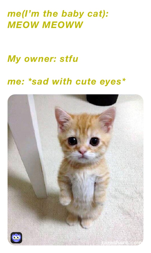 Sad 2024 baby cat