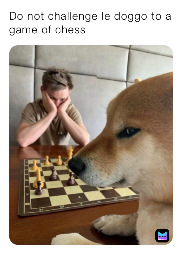 Do not challenge le doggo to a game of chess