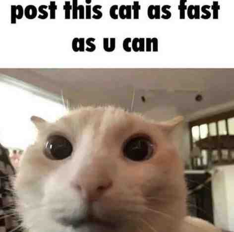 Meme shared by @Gongingang