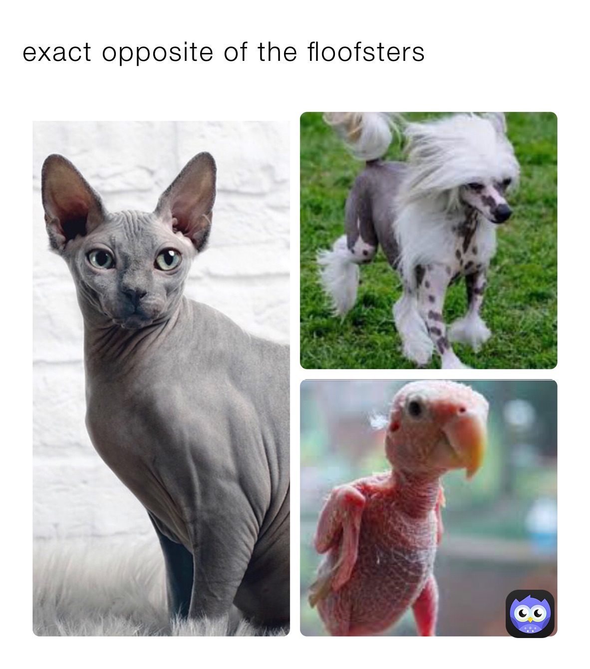 exact-opposite-of-the-floofsters-unknown-vixen-memes