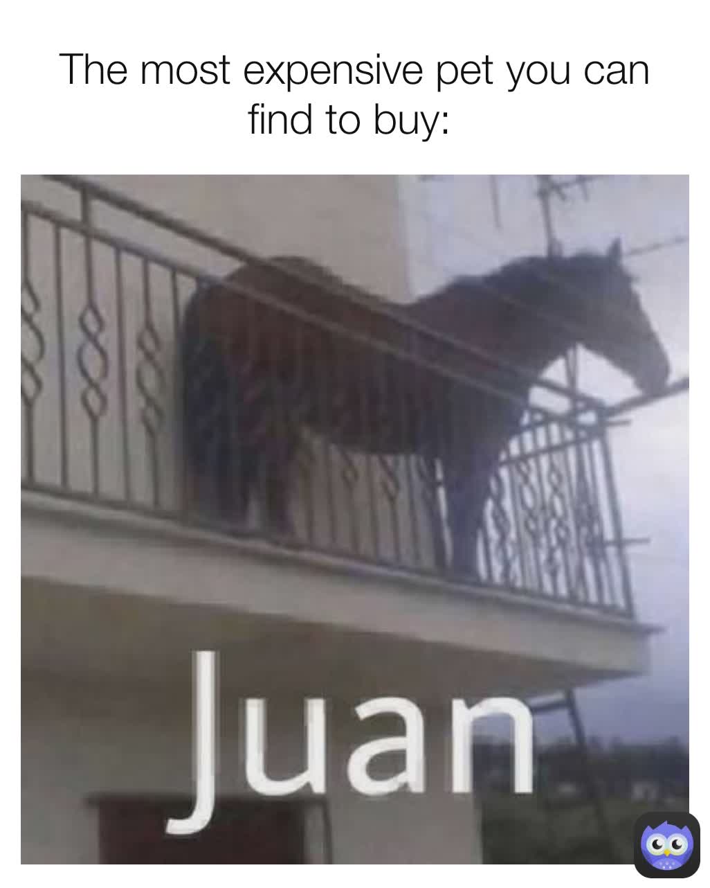 The most expensive pet you can find to buy: 