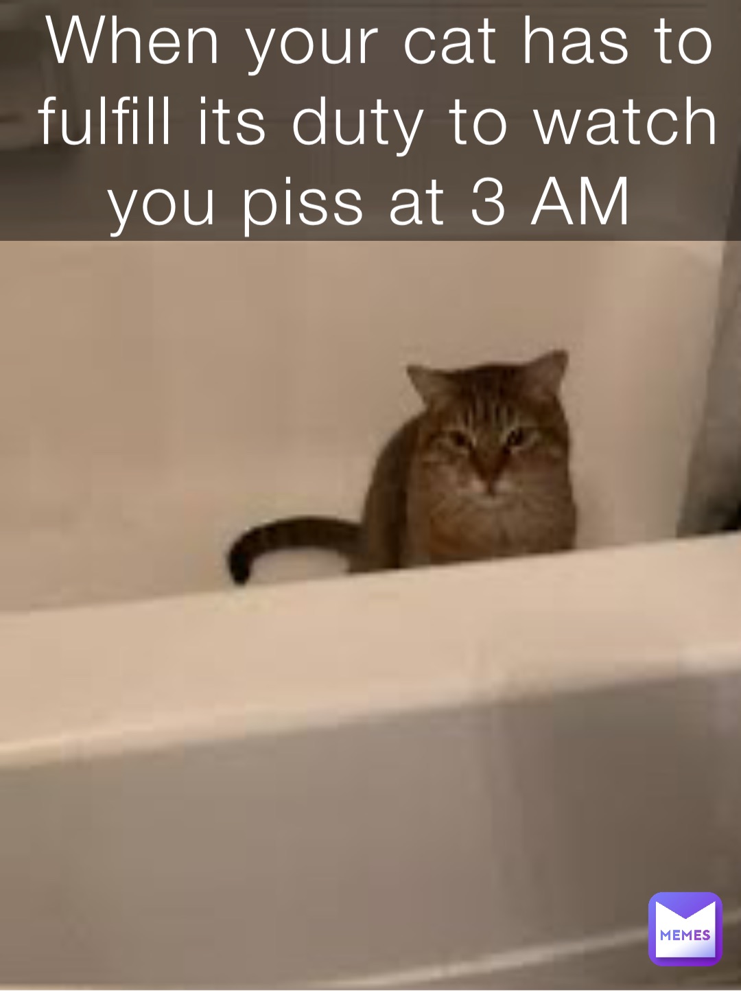 When your cat has to fulfill its duty to watch you piss at 3 AM