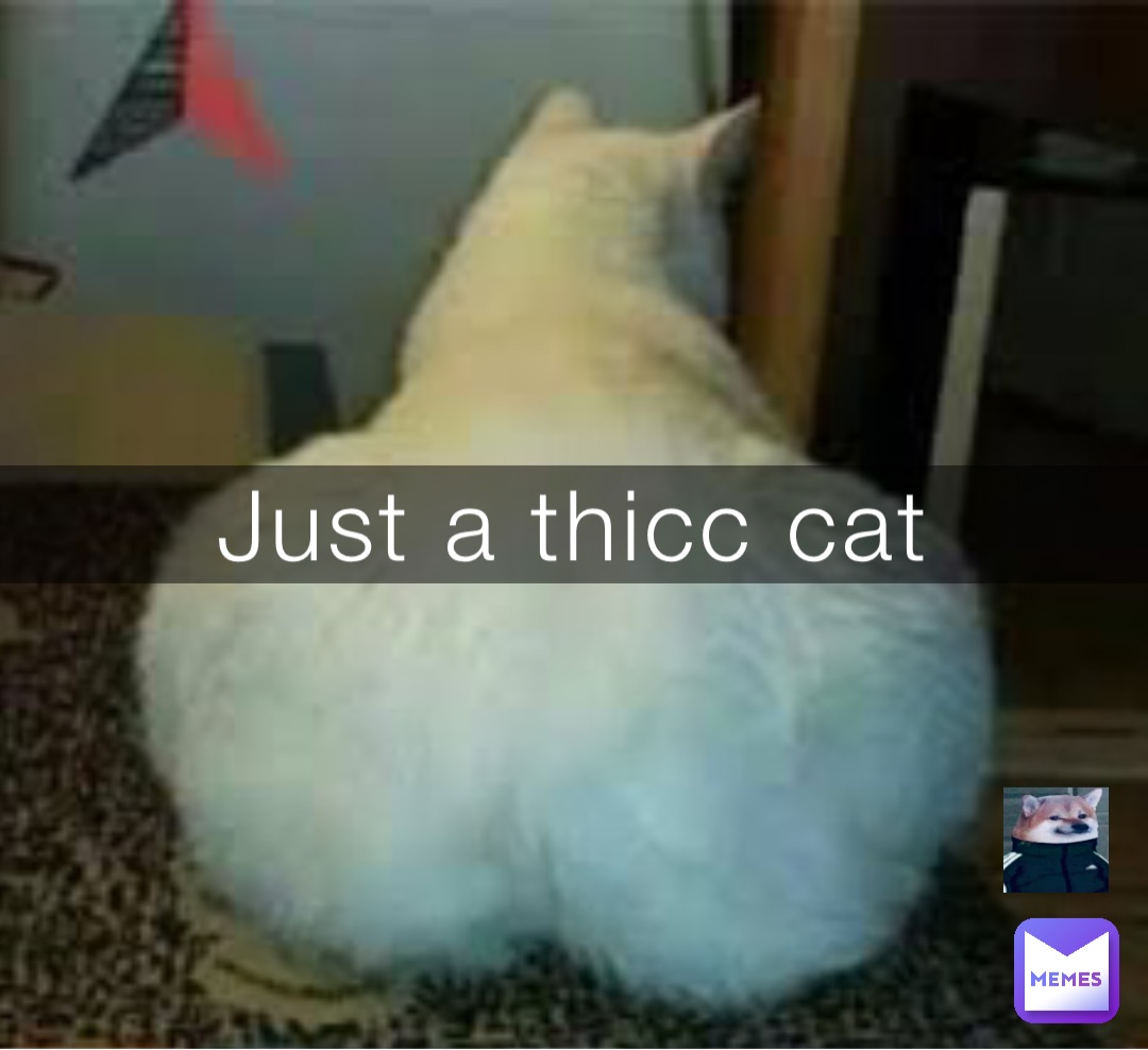 Just a thicc cat