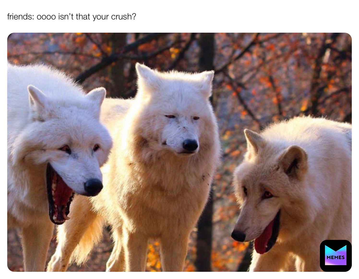 Meme by The_random_weirdo