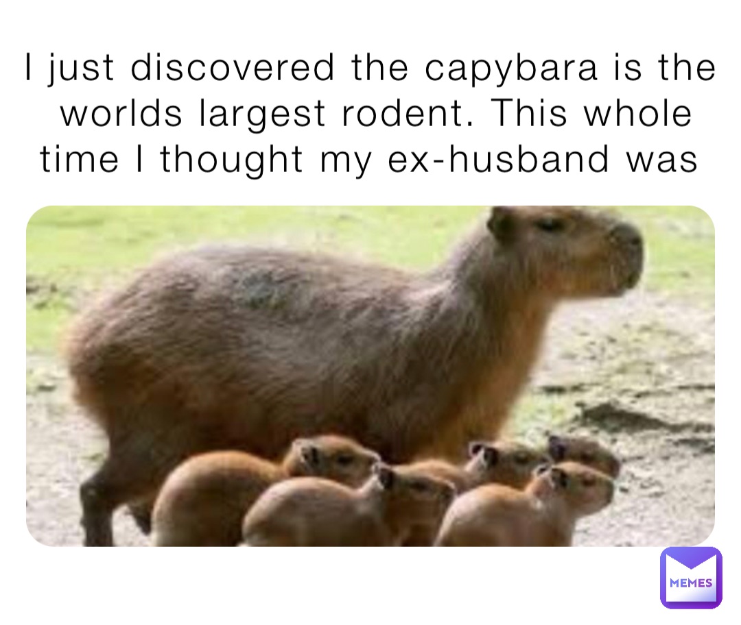 I just discovered the capybara is the worlds largest rodent. This whole time I thought my ex-husband was