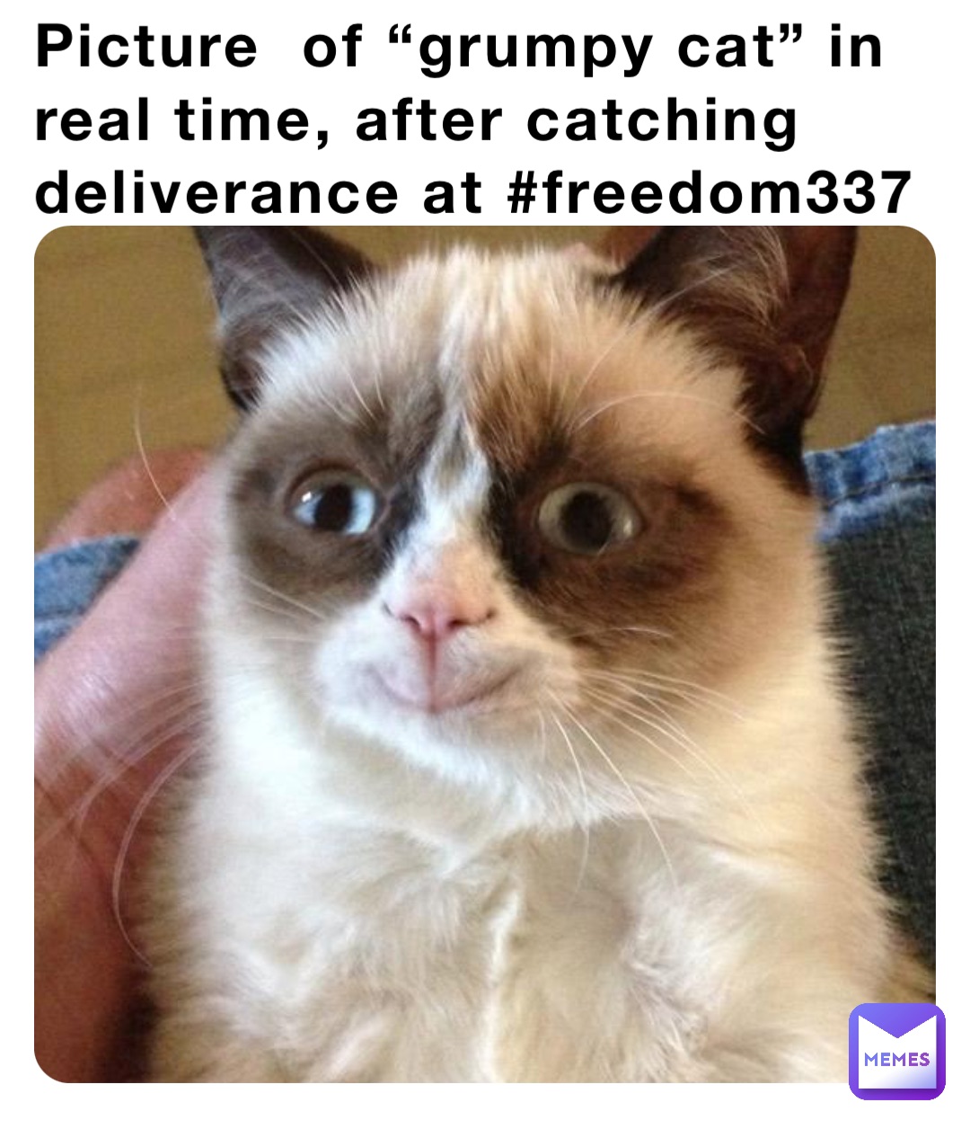 Picture  of “grumpy cat” in real time, after catching deliverance at #freedom337