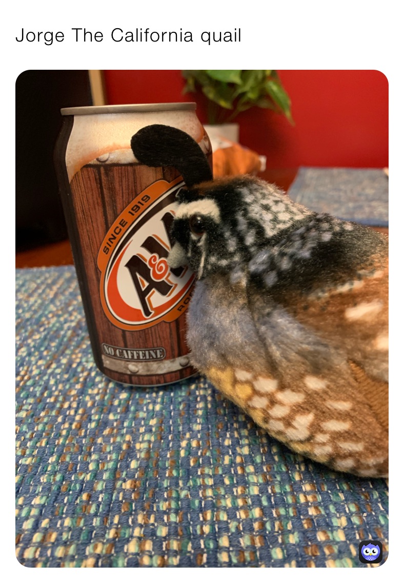 Jorge The California quail 